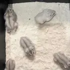 هامستر ونتر وايت الدبدوب للبيع