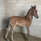 للبيع مهر فاخر