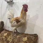 ديك حساوي للبيع اليوم وصل 70