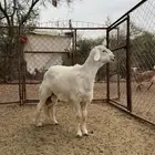 خاروف طلي مبدأ كفو