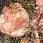 طبخ حنيذ بالمرخ