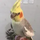 زوج كروان كوكتيل منتج
