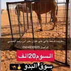 مفروده على عليان بعير ابن وسم العجمي
