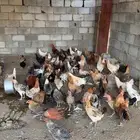 دجاج بلدي للبيع