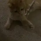 قطه