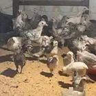 صوص دجاج للبيع