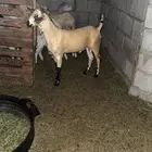 تيس بيشي اصيل عمره 4 اشهر