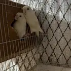 زوج روز البينو عيون حمر منتج