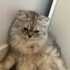 مفقود قط ضايع ب حي العفنان الي يحصله يتواصل معي ضروري