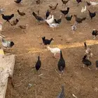 دجاج