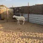 جذعه حرشا طيبه