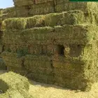 برسيم صافي جديد