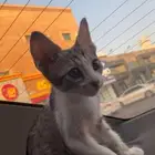 قط بلدي ضائع في حي الإسكان عمره تقريبأ ثلاث اشهر