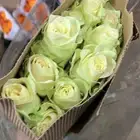 ورد طبيعي بالجملة