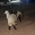 نعيم العمر من شهرين وطالع