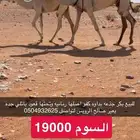 جذاعه بداوه اصلها رمانيه وتحتها قعود