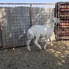 طليان ذبايح حري