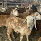 سواكني