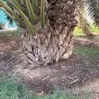 جثيايث نخل مثمر برحي