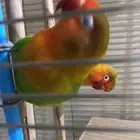 ببغا  روز فشر