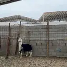 خروف نجدي جبر