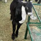 ذبايح ثلاجه تيوس