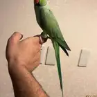 تم البيع تم البيع فحل دره