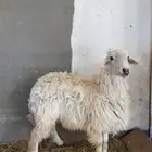 طلي خاروف له شهرين مثني ظهره وسط شرط النظافة