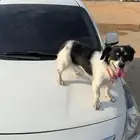 كلب مهجن انثى