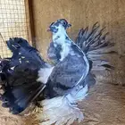 حمام رقاص