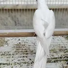 ذكر كروان البينو