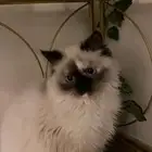الجبيل الصناعيه