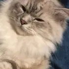 شيرازي ذكر لتبني