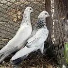 جوز باكستاني قولدن