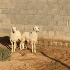 رخال مقني تم البيع