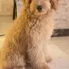 كلب قولدين بودل Goldendoodle Dog