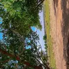 مزرعة للأيجار بالطايف