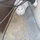 قطه انثى سليمه للتبني في ابها وماجاورها