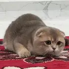 ذكر سكوتش فولد بيور مستوى عالي جدا للتزاوج