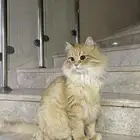 قط لتبني