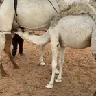 قعودين اعمارهم من 8 شهور ل 9 شهور