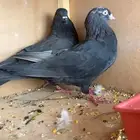 قطيفي قلاب