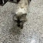 بسه منزليه للبيع