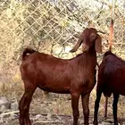 تيس ادهم مشروع فاخر