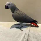 فرخ كاسكو لعوب. تم البيع