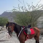 للبيع خيل