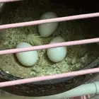 بيض روز