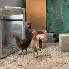 دجاج بلدي