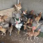 دجاج بلدي