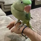 البيع دره نيبالي اليف